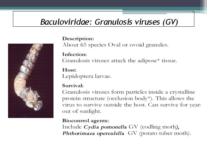 Baculoviridae: Granulosis viruses (GV) 