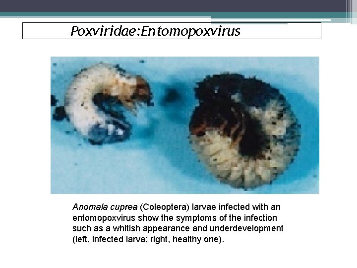 Poxviridae: Entomopoxvirus Anomala cuprea (Coleoptera) larvae infected with an entomopoxvirus show the symptoms of