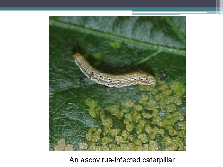 An ascovirus-infected caterpillar 