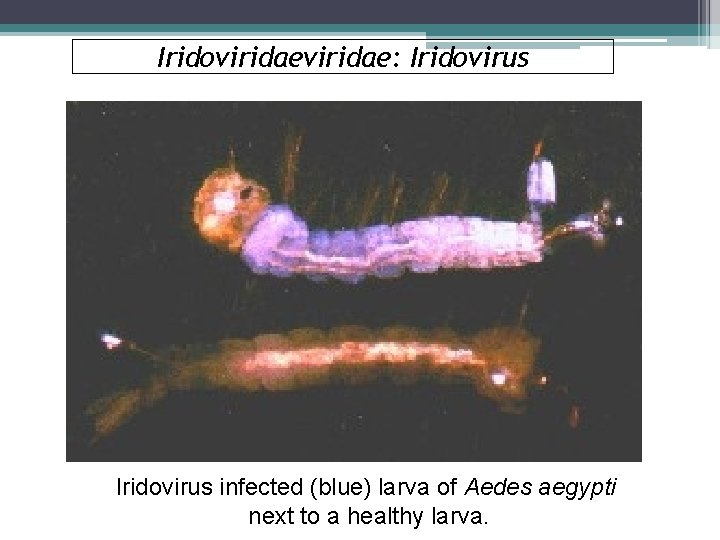 Iridoviridae: Iridovirus infected (blue) larva of Aedes aegypti next to a healthy larva. 