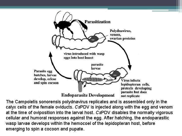 The Campoletis sonorensis polydnavirus replicates and is assembled only in the calyx cells of