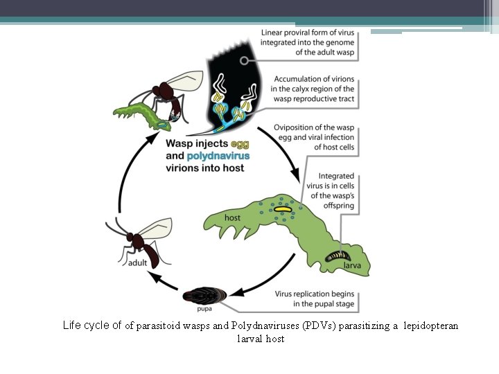 Life cycle of of parasitoid wasps and Polydnaviruses (PDVs) parasitizing a lepidopteran larval host