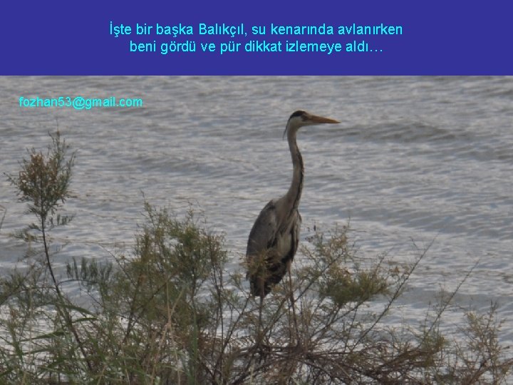 İşte bir başka Balıkçıl, su kenarında avlanırken beni gördü ve pür dikkat izlemeye aldı…