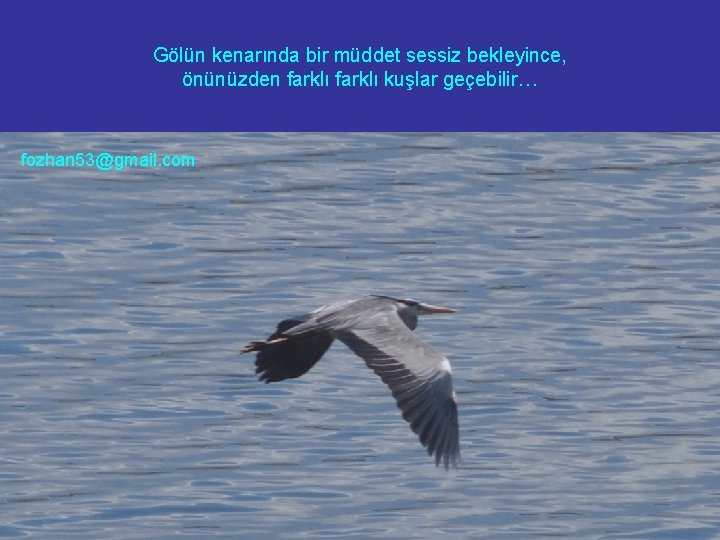 Gölün kenarında bir müddet sessiz bekleyince, önünüzden farklı kuşlar geçebilir… fozhan 53@gmail. com 