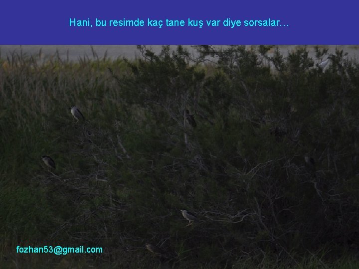 Hani, bu resimde kaç tane kuş var diye sorsalar… fozhan 53@gmail. com 