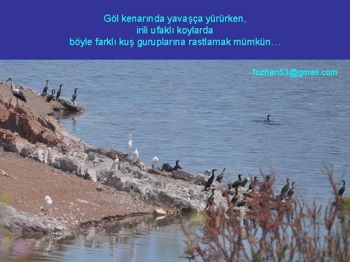 Göl kenarında yavaşça yürürken, irili ufaklı koylarda böyle farklı kuş guruplarına rastlamak mümkün… fozhan