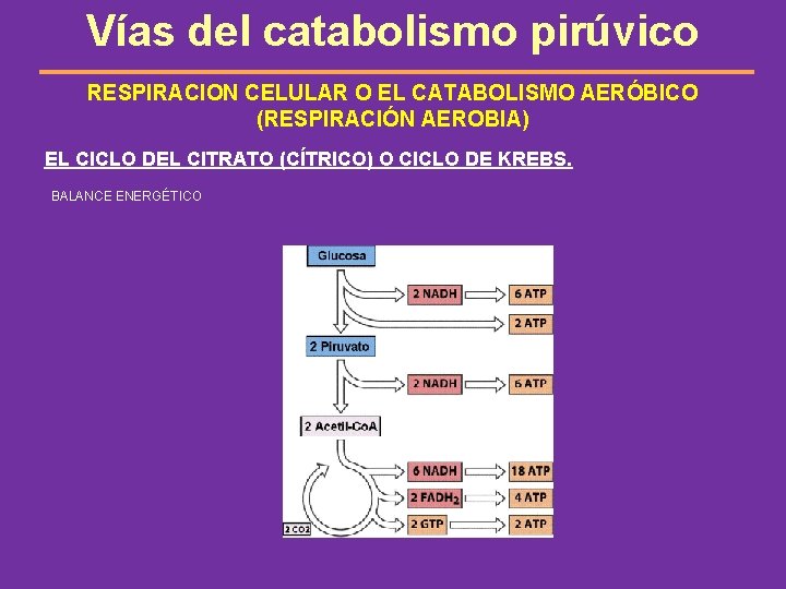 Vías del catabolismo pirúvico RESPIRACION CELULAR O EL CATABOLISMO AERÓBICO (RESPIRACIÓN AEROBIA) EL CICLO