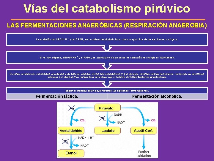 Vías del catabolismo pirúvico LAS FERMENTACIONES ANAERÓBICAS (RESPIRACIÓN ANAEROBIA) La oxidación del NADH+H +