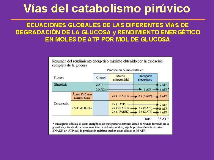 Vías del catabolismo pirúvico ECUACIONES GLOBALES DE LAS DIFERENTES VÍAS DE DEGRADACIÓN DE LA