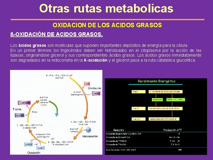 Otras rutas metabolicas OXIDACION DE LOS ACIDOS GRASOS ß-OXIDACIÓN DE ACIDOS GRASOS. Los ácidos