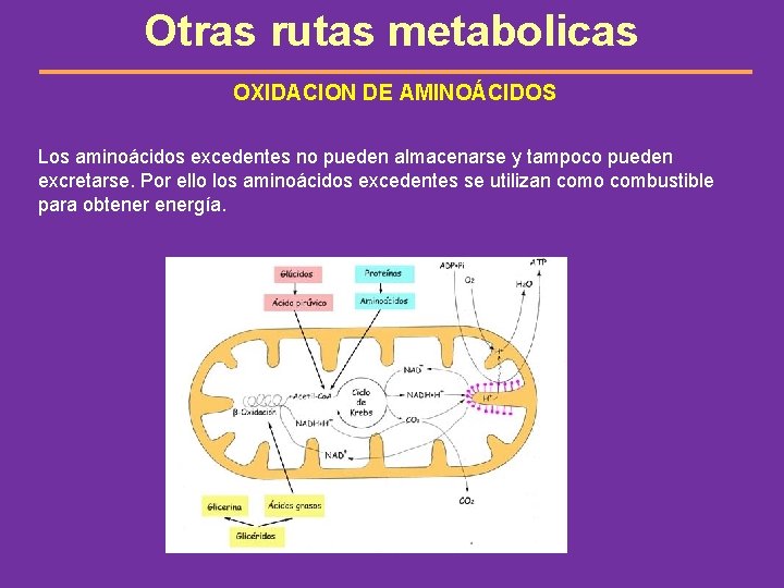 Otras rutas metabolicas OXIDACION DE AMINOÁCIDOS Los aminoácidos excedentes no pueden almacenarse y tampoco