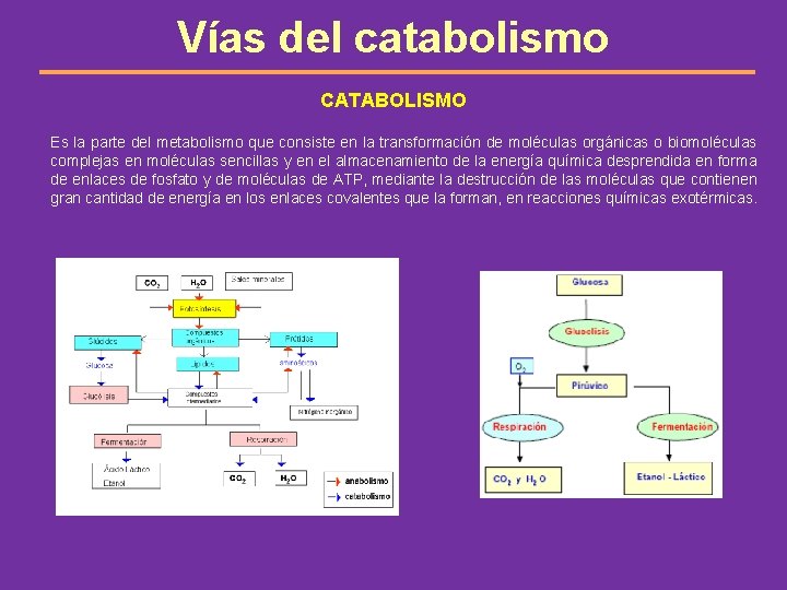 Vías del catabolismo CATABOLISMO Es la parte del metabolismo que consiste en la transformación