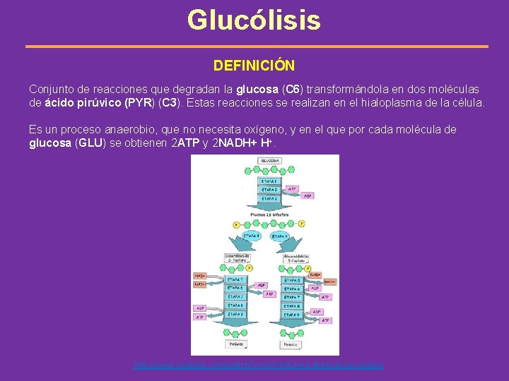 Glucólisis DEFINICIÓN Conjunto de reacciones que degradan la glucosa (C 6) transformándola en dos