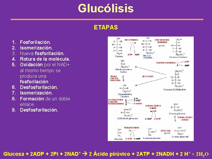 Glucólisis ETAPAS 1. 2. 3. 4. 5. 6. 7. 8. 9. Fosforilación. Isomerización. Nueva