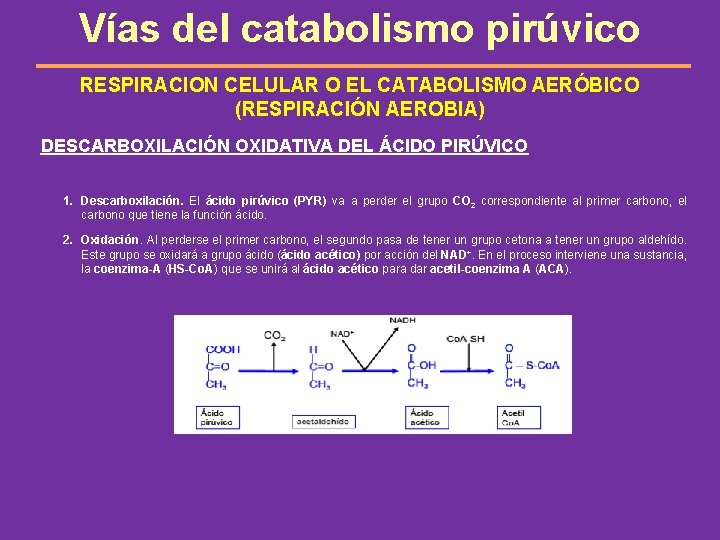 Vías del catabolismo pirúvico RESPIRACION CELULAR O EL CATABOLISMO AERÓBICO (RESPIRACIÓN AEROBIA) DESCARBOXILACIÓN OXIDATIVA