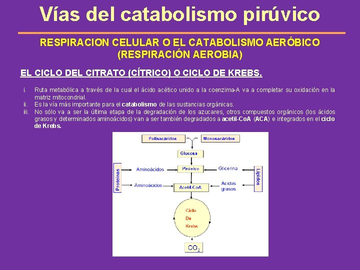 Vías del catabolismo pirúvico RESPIRACION CELULAR O EL CATABOLISMO AERÓBICO (RESPIRACIÓN AEROBIA) EL CICLO