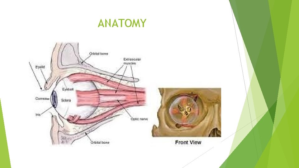 ANATOMY 