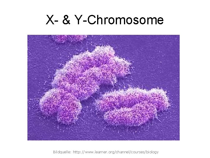 X- & Y-Chromosome Bildquelle: http: //www. learner. org/channel/courses/biology 