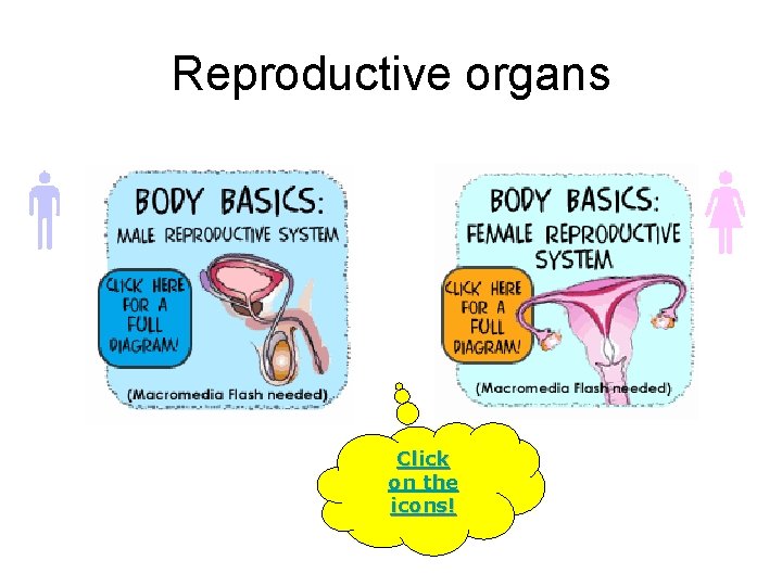 Reproductive organs Click on the icons! 