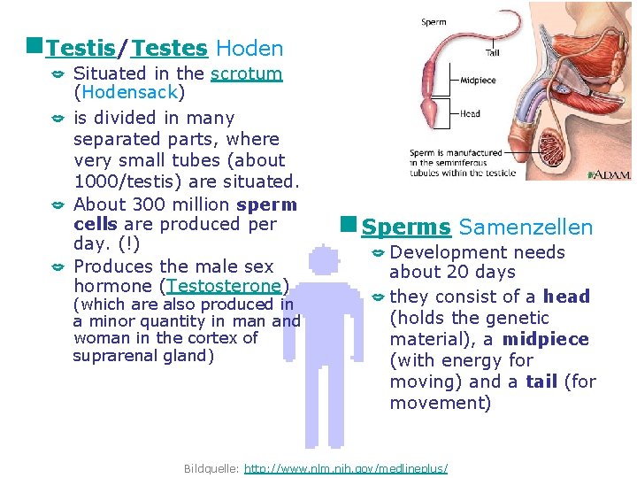 g. Testis/Testes Hoden Situated in the scrotum (Hodensack) is divided in many separated parts,