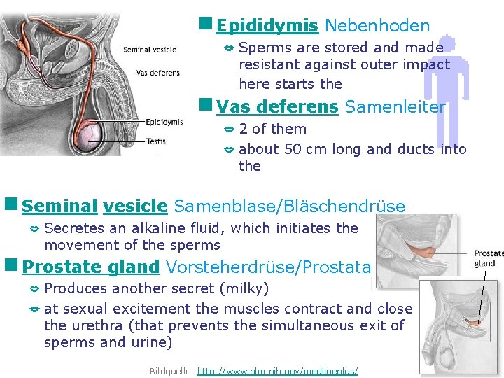 g Epididymis Nebenhoden Sperms are stored and made resistant against outer impact here starts