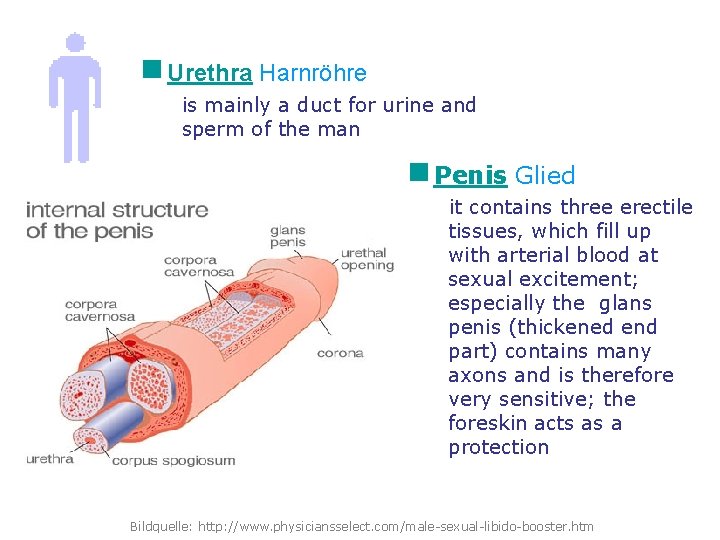 g Urethra Harnröhre is mainly a duct for urine and sperm of the man