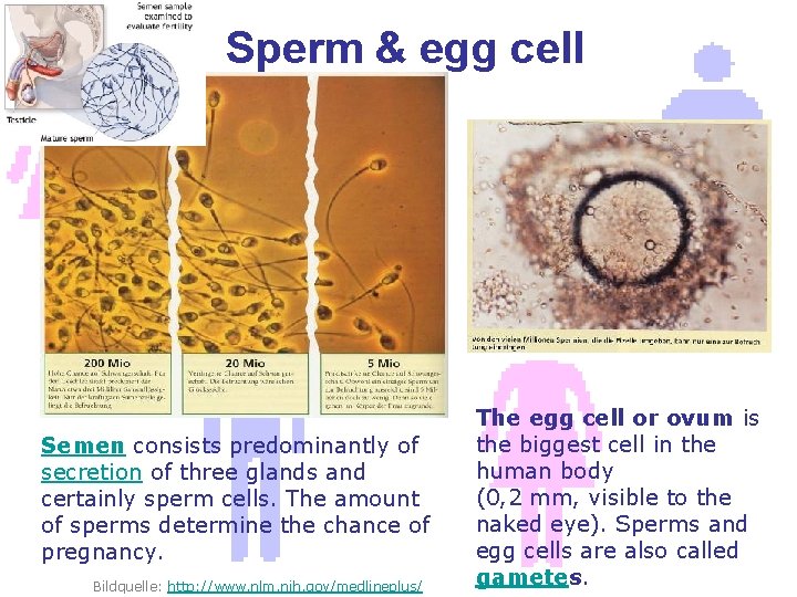 Sperm & egg cell Semen consists predominantly of secretion of three glands and certainly