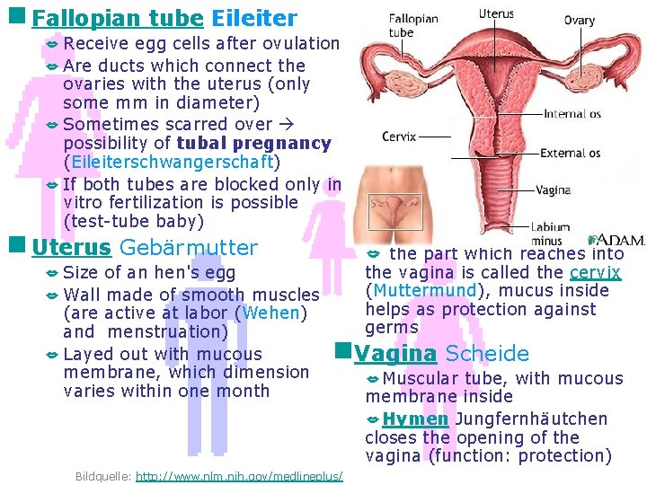 g Fallopian tube Eileiter Receive egg cells after ovulation Are ducts which connect the