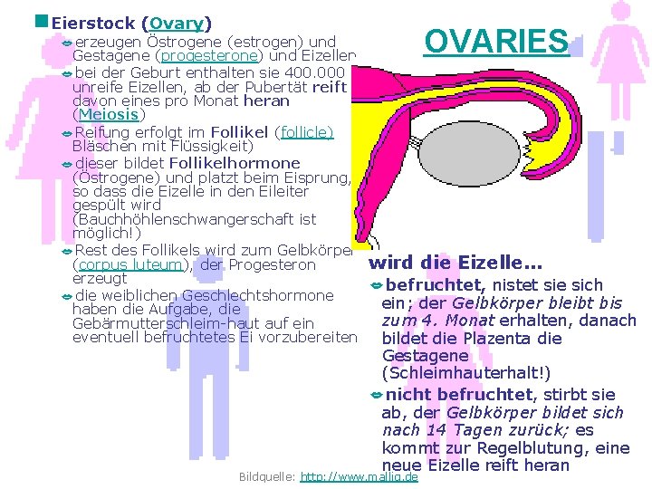 g. Eierstock (Ovary) OVARIES erzeugen Östrogene (estrogen) und Gestagene (progesterone) und Eizellen bei der