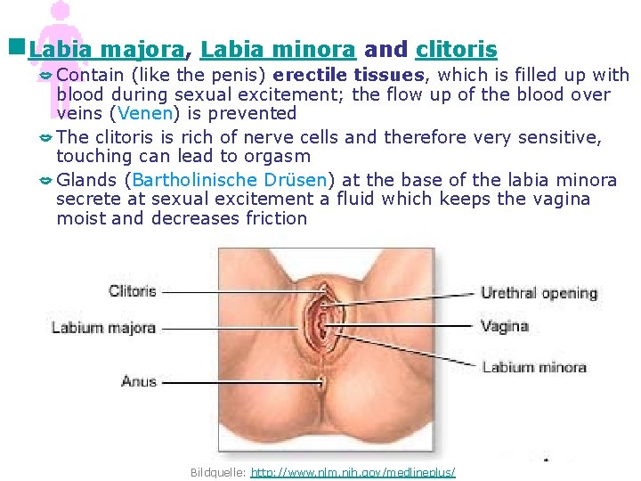 g. Labia majora, Labia minora and clitoris Contain (like the penis) erectile tissues, which