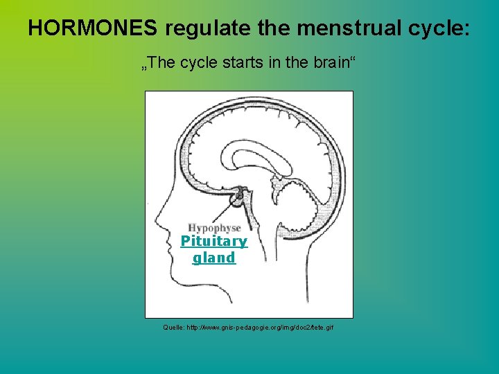HORMONES regulate the menstrual cycle: „The cycle starts in the brain“ Pituitary gland Quelle: