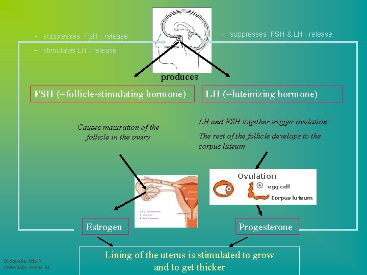 - - suppresses FSH & LH - release suppresses FSH - release + stimulates