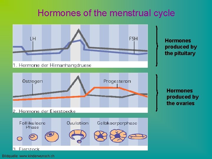 Hormones of the menstrual cycle Hormones produced by the pituitary Hormones produced by the