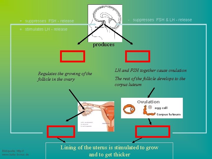 - - suppresses FSH & LH - release suppresses FSH - release + stimulates