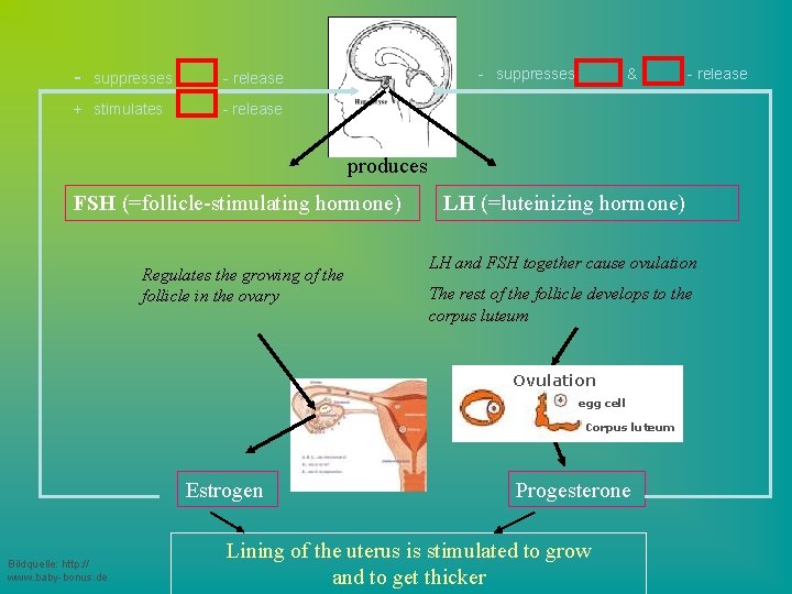 - suppresses + stimulates - suppresses - release & - release produces FSH (=follicle-stimulating