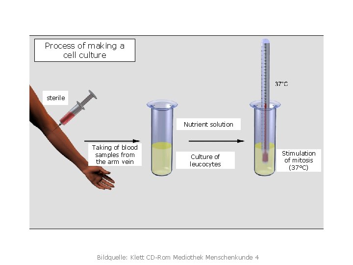 Process of making a cell culture sterile Nutrient solution Taking of blood samples from