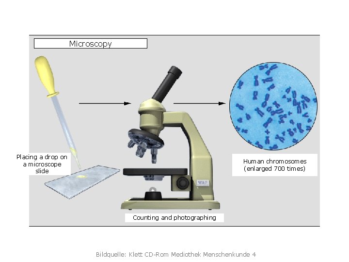 Microscopy Placing a drop on a microscope slide Human chromosomes (enlarged 700 times) Counting