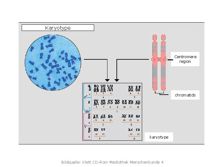 Karyotype Centromere region chromatids karyotype Bildquelle: Klett CD-Rom Mediothek Menschenkunde 4 
