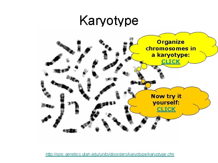 Karyotype Organize chromosomes in a karyotype: CLICK Now try it yourself: CLICK http: //gslc.