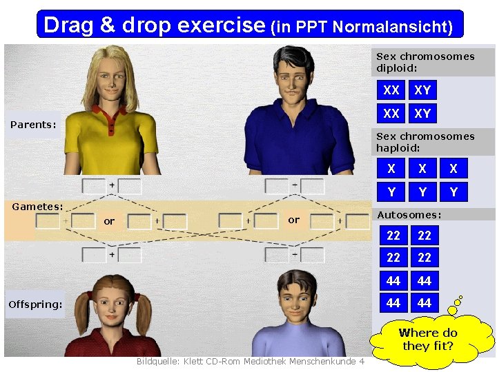 Drag & drop exercise (in PPT Normalansicht) Sex chromosomes diploid: Parents: XX XY Sex