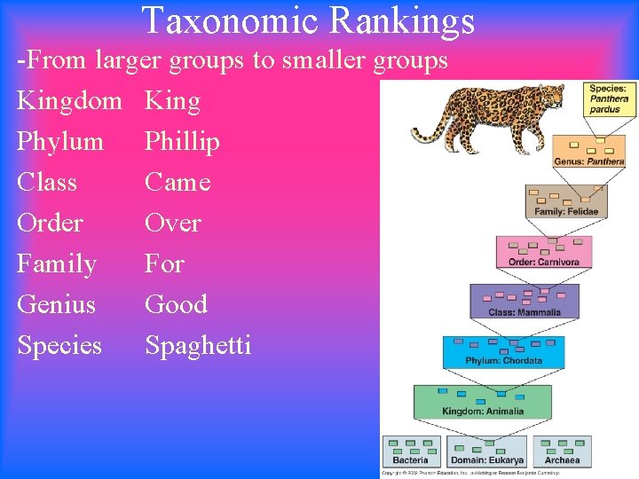 Taxonomic Rankings -From larger groups to smaller groups Kingdom King Phylum Phillip Class Came