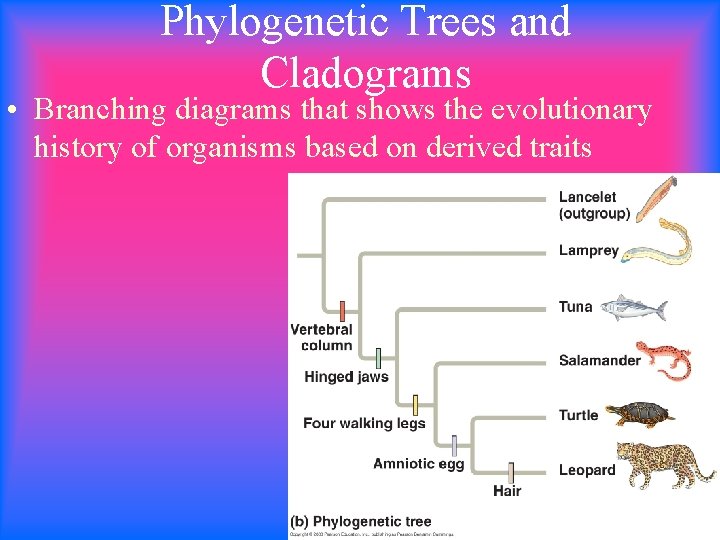 Phylogenetic Trees and Cladograms • Branching diagrams that shows the evolutionary history of organisms