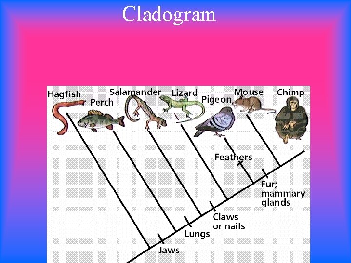 Cladogram 