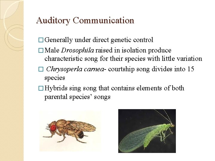 Auditory Communication � Generally under direct genetic control � Male Drosophila raised in isolation