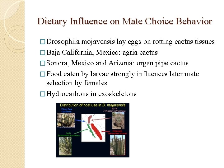 Dietary Influence on Mate Choice Behavior � Drosophila mojavensis lay eggs on rotting cactus