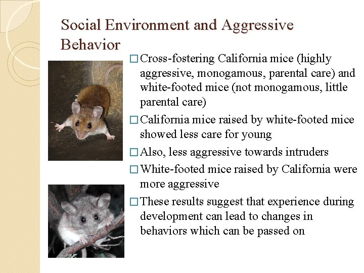 Social Environment and Aggressive Behavior � Cross-fostering California mice (highly aggressive, monogamous, parental care)