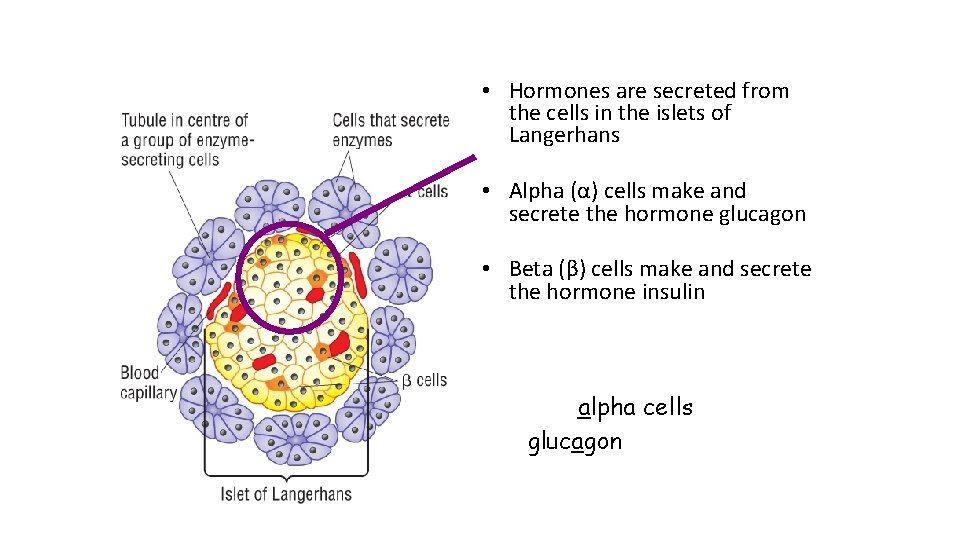  • Hormones are secreted from the cells in the islets of Langerhans •