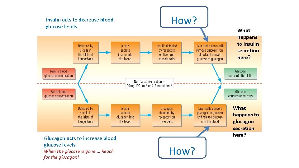 Insulin acts to decrease blood glucose levels Glucagon acts to increase blood glucose levels