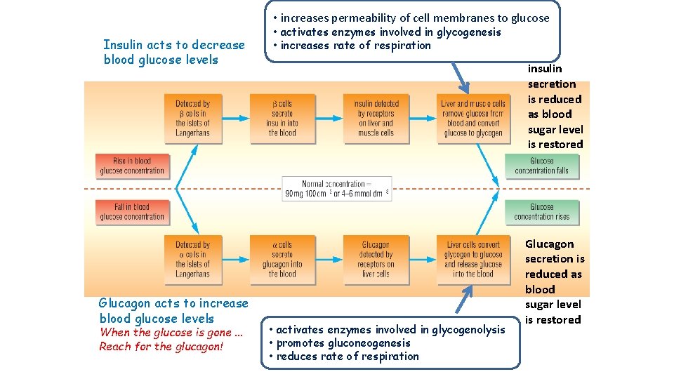  • increases permeability of cell membranes to glucose Insulin acts to decrease blood