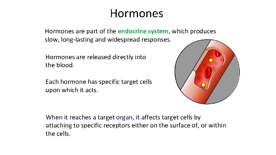 Hormones are part of the endocrine system, which produces slow, long-lasting and widespread responses.